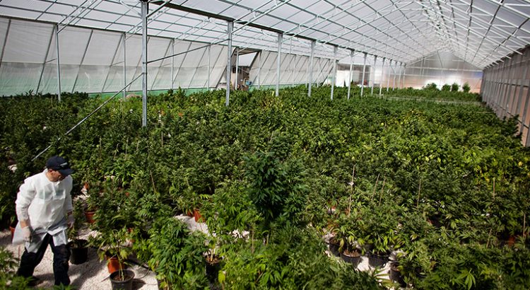 Cannabis au Michigan