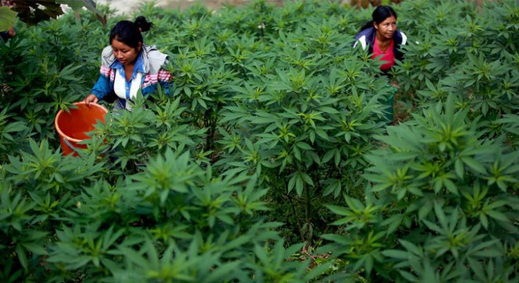Culture de cannabis en Colombie