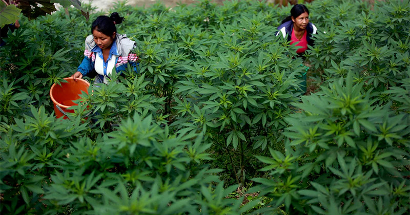 Culture de cannabis en Colombie