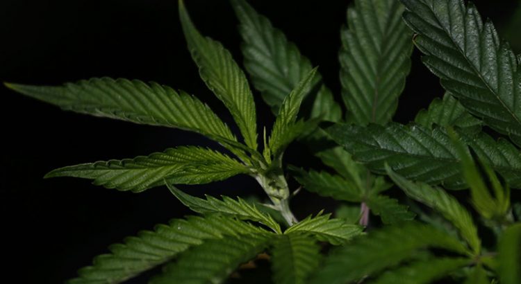 La DEA cherche des cultivateurs de cannabis