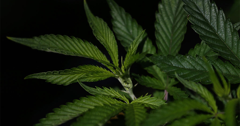 La DEA cherche des cultivateurs de cannabis