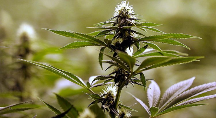 Différences entre cannabis indoor et outdoor