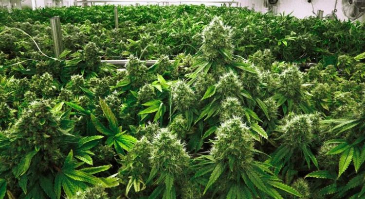 Consommation de cannabis aux Etats-Unis