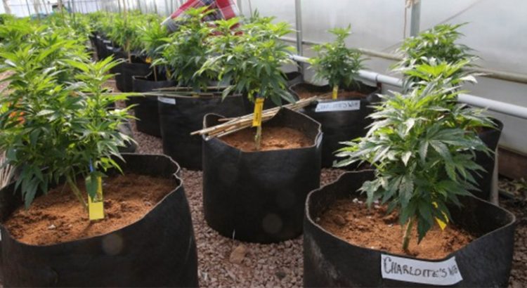 Huile de cannabis au Canada