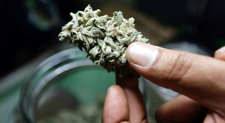 Légalisation du cannabis à Lausanne