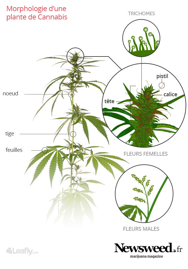 Morphologie du cannabis