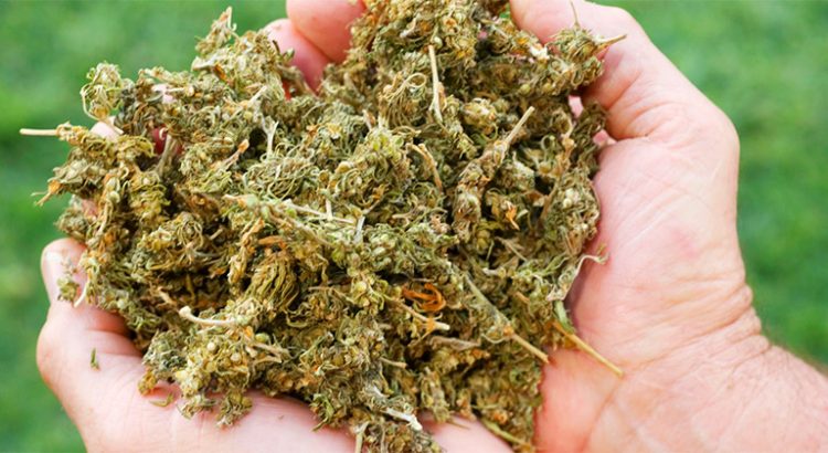 le New Jersey veut légaliser le cannabis