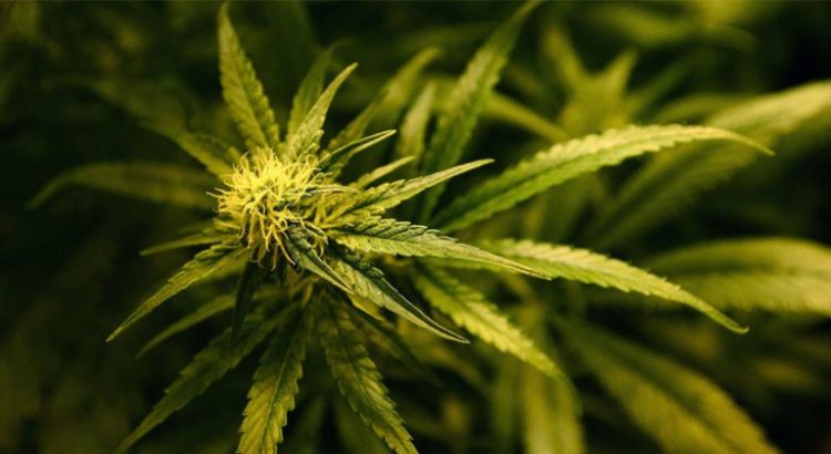 Cannabis médical au Royaume-Uni