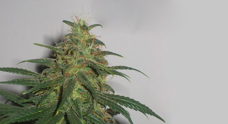 Skunk