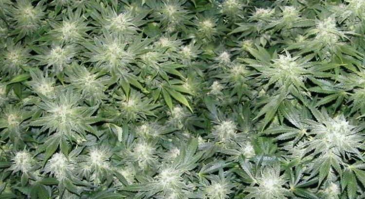 Variétés de cannabis productives
