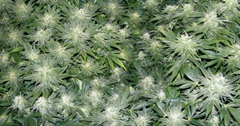 Variétés de cannabis productives