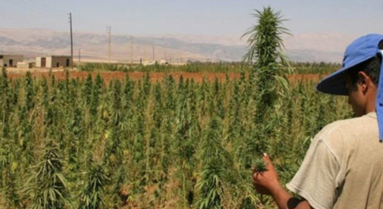 Cannabis au Liban