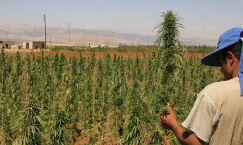 Cannabis au Liban