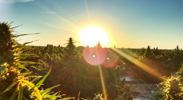 Américains pour la légalisation du cannabis