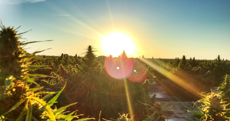 Américains pour la légalisation du cannabis