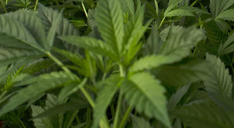Cannabis médical légal en Australie