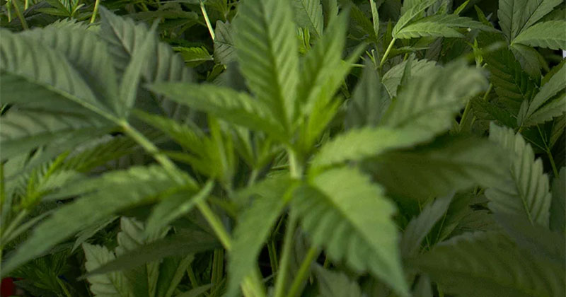 Cannabis médical légal en Australie