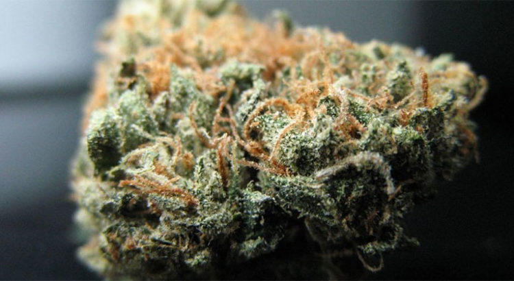 Monsanto et le cannabis OGM