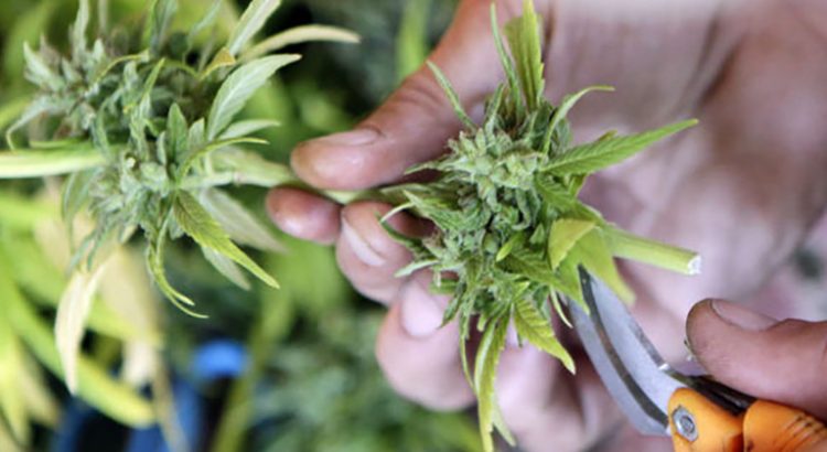 Cultivateur de cannabis en Californie