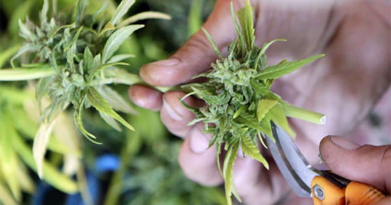 Cultivateur de cannabis en Californie