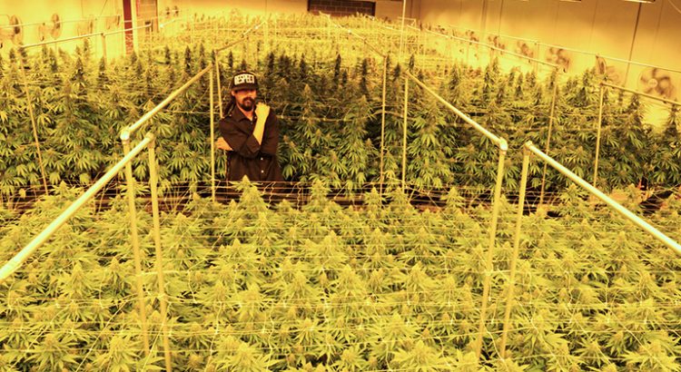 Damian Marley dans sa plantation de cannabis