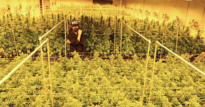 Damian Marley dans sa plantation de cannabis