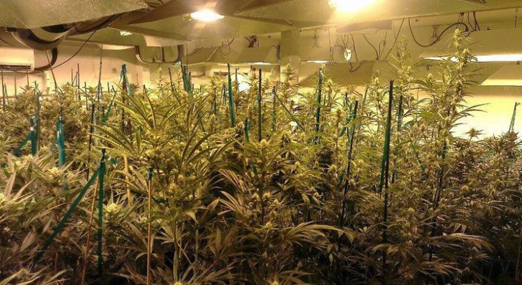 L'Ecosse veut légaliser le cannabis médical