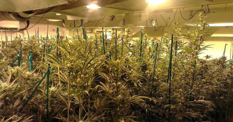L'Ecosse veut légaliser le cannabis médical