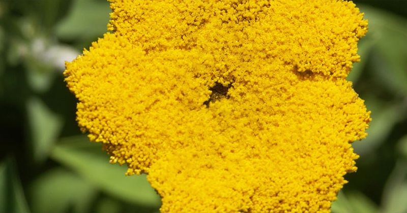 Helichrysum