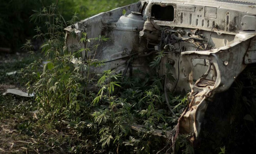 Cannabis en Inde