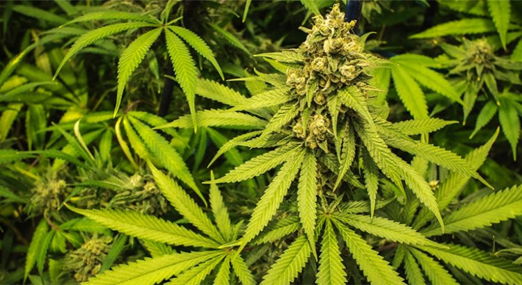 Proposition de légalisation du cannabis en France