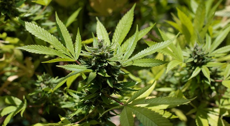 Une majorité de Français pour la légalisation du cannabis