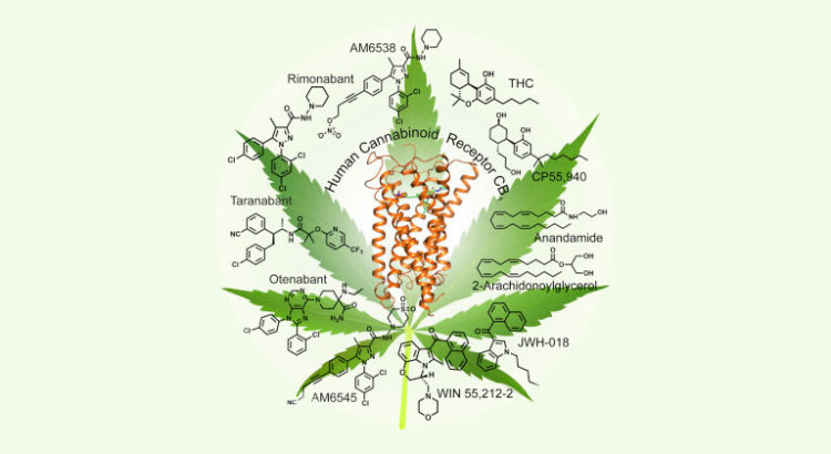 Récepteur cannabinoïde CB1
