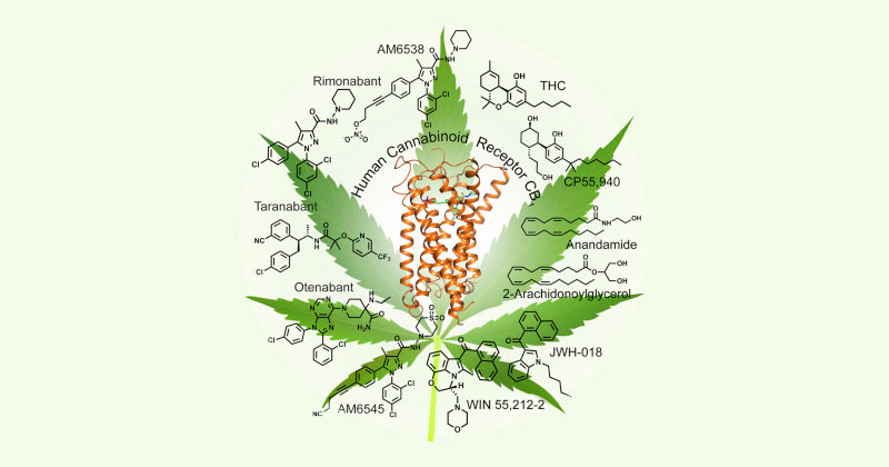 Récepteur cannabinoïde CB1