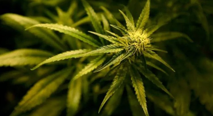 Légalisation de la production de cannabis en Turquie
