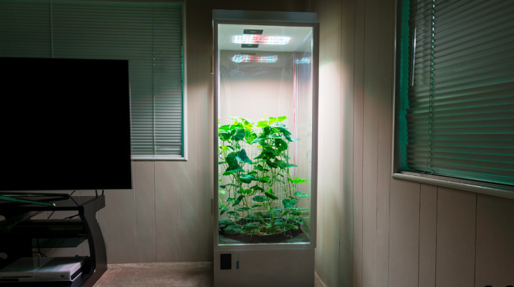 Grow Box d'Apple