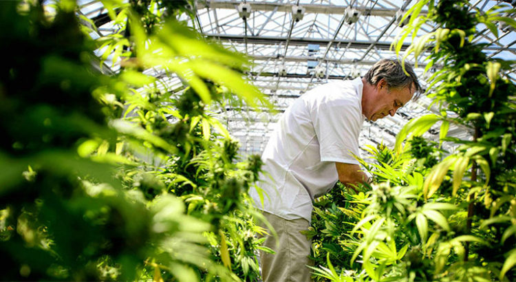 Légalisation du cannabis médical en Afrique du Sud