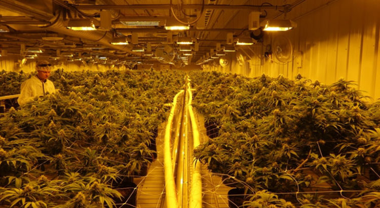 Plus grosse usine de cannabis au Canada