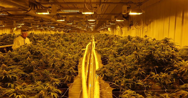 Plus grosse usine de cannabis au Canada