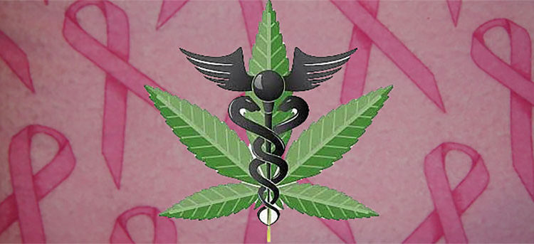 Du cannabis pour traiter le cancer du sein