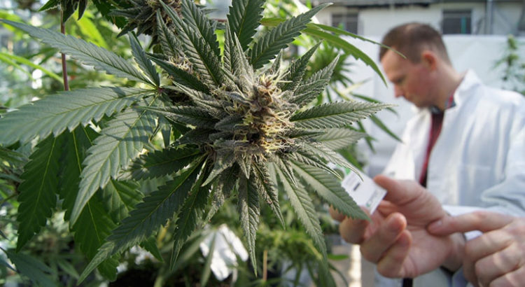Cannabis médical au Costa Rica