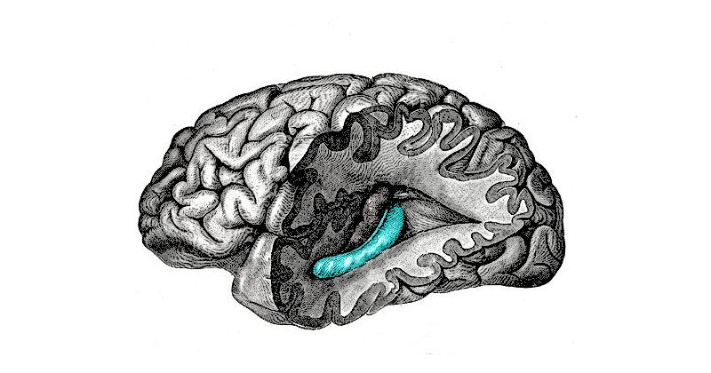 Cannabis et neurogénèse