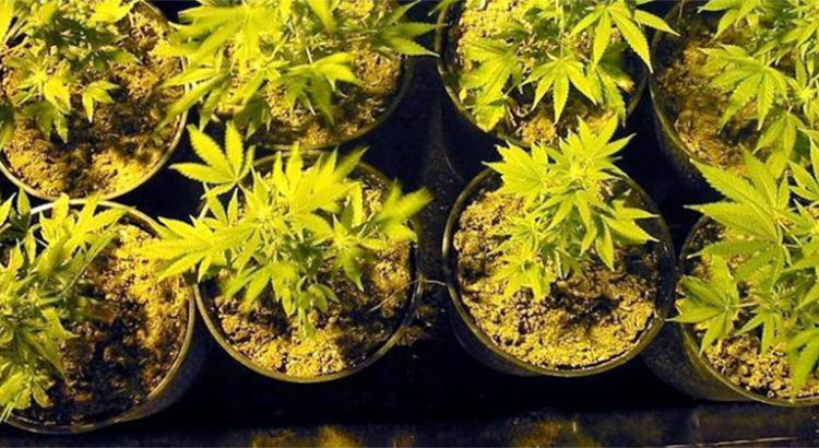 Cannabis Social Club de Belgique
