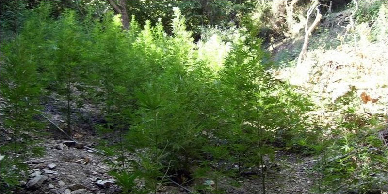 Greek Kalamata variété rare de cannabis