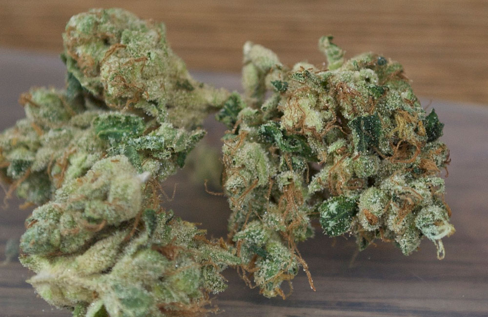 Kosher Kush : Tout savoir sur cette variété de Cannabis - Newsweed