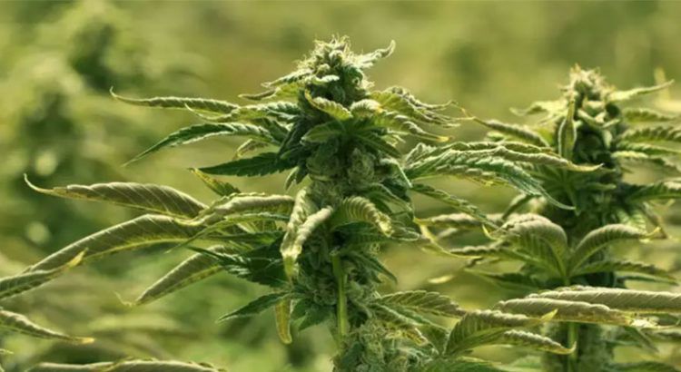 Modèles de légalisation du cannabis