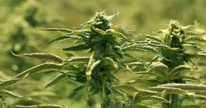 Modèles de légalisation du cannabis