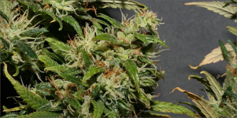Molokai Frost variété rare de cannabis
