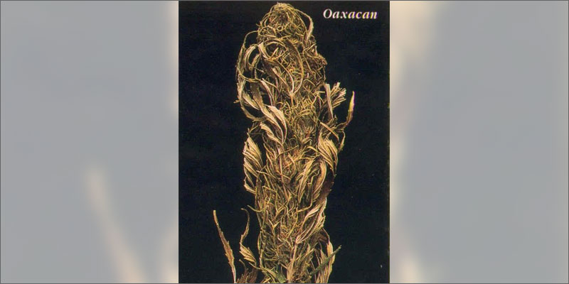 Oaxacan variété mexicaine de cannabis