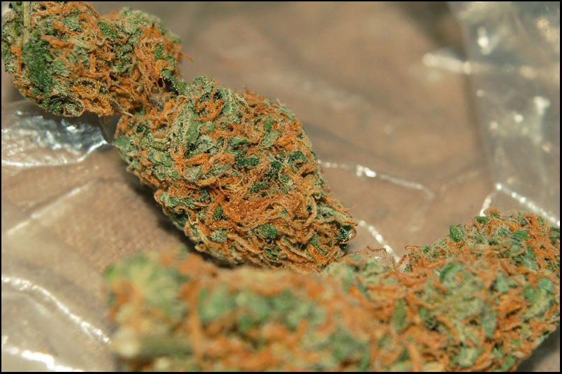 Orange Kush : Tout savoir sur cette variété de Cannabis - Newsweed